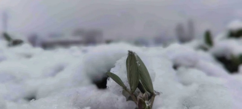 今冬初雪 順問(wèn)“你”冬安